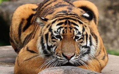 Visit Tiger Island at Dreamworld and Hear These Cats Roar!