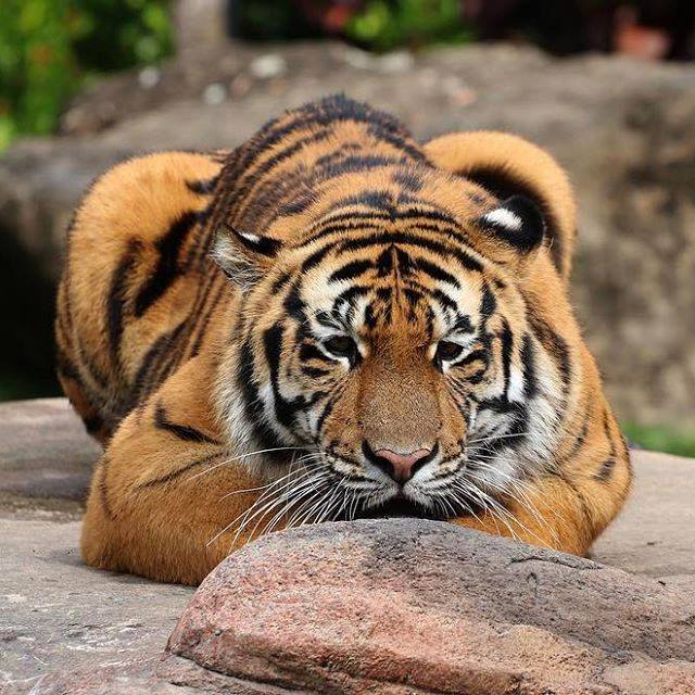 Visit Tiger Island at Dreamworld and Hear These Cats Roar!