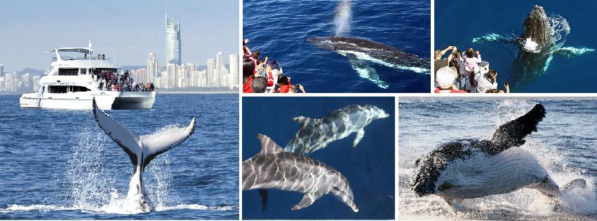Sea World Whale Watch Will Also Let You Hear the Whales Sing!